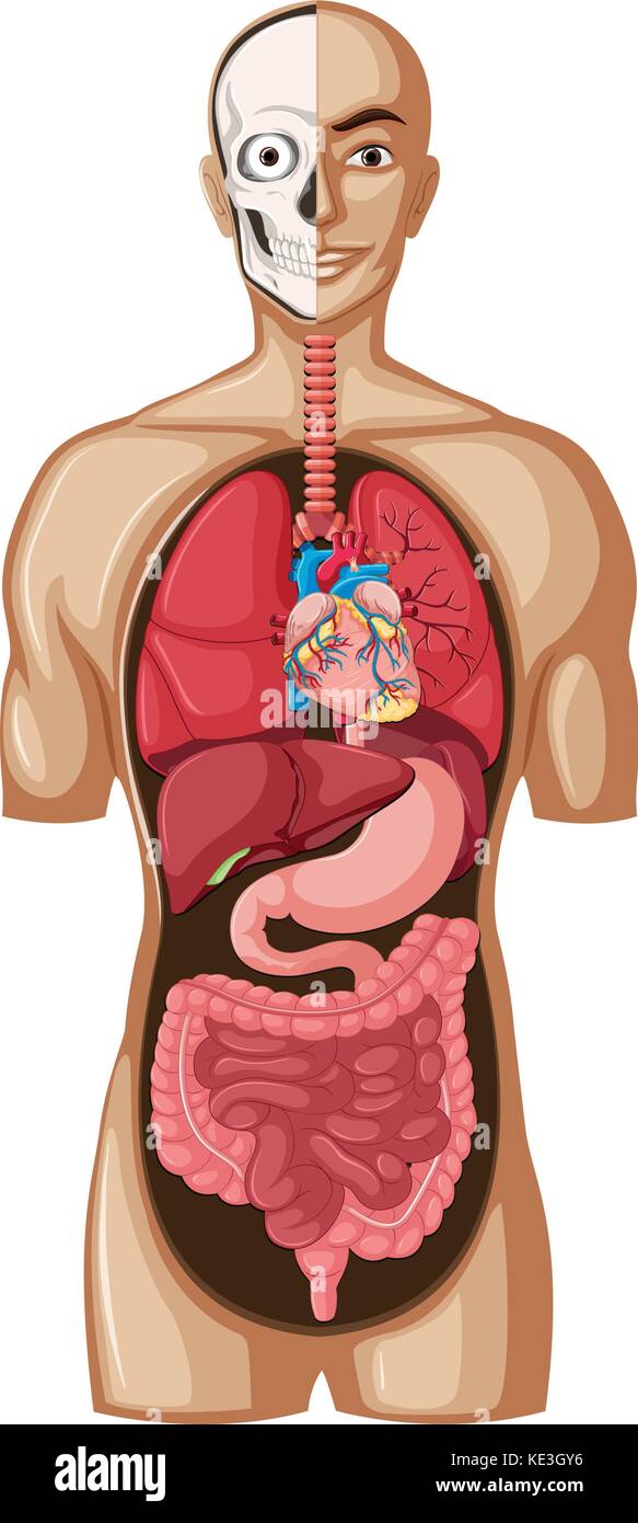 Human model with organs illustration Stock Vector Image & Art - Alamy