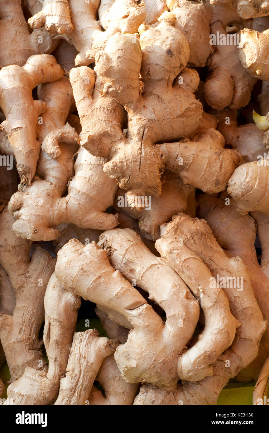 Fresh Ginger, Zingiber Officinale in Market Stock Photo Alamy