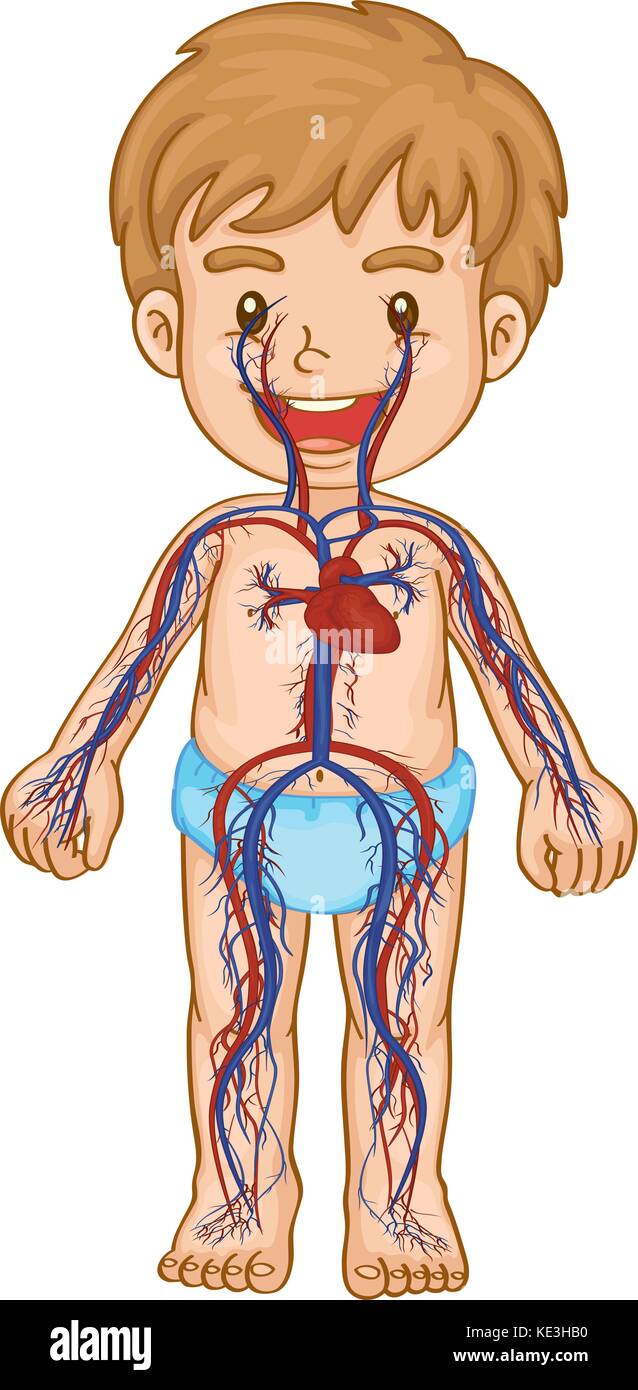 Blood system in boy body illustration Stock Vector Image & Art - Alamy
