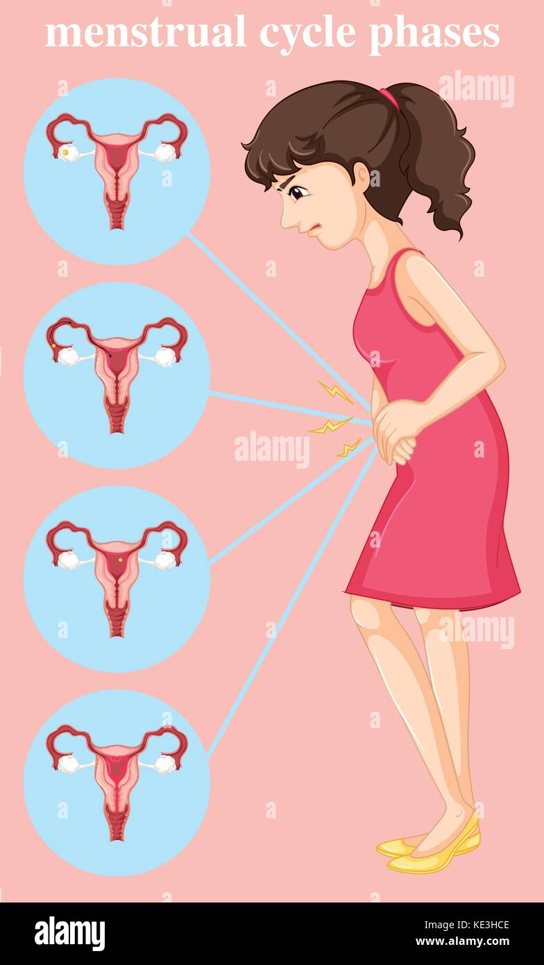 Menstrual cycle diagram hi-res stock photography and images - Alamy