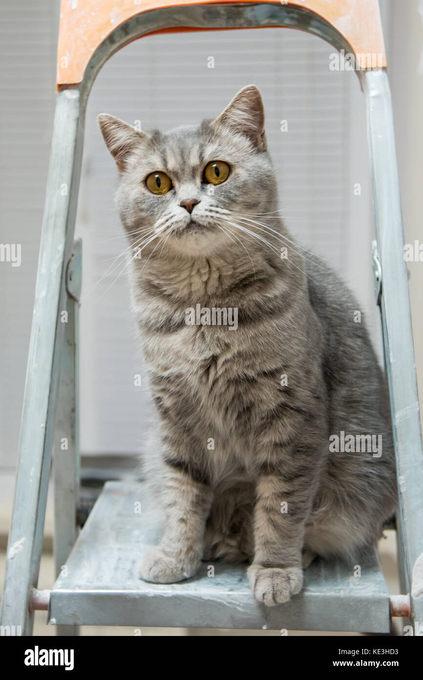 British shorthair whiskas discount