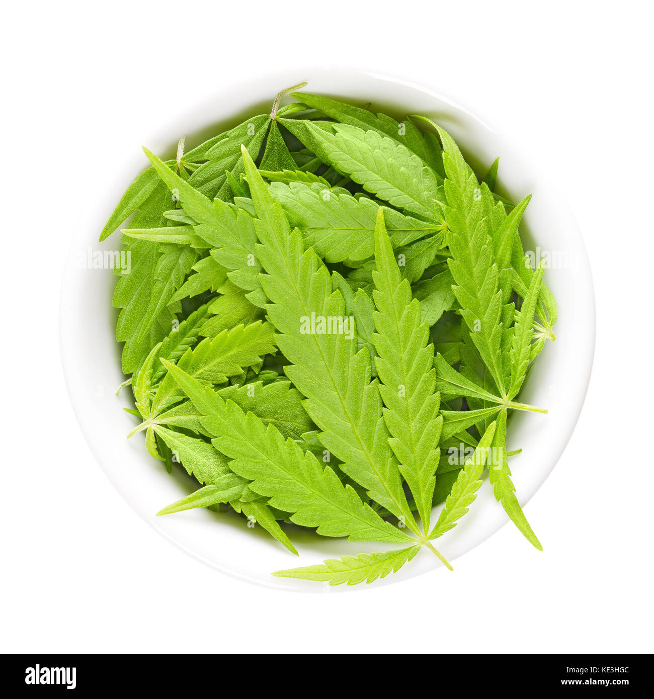Cannabis leaves in white porcelain bowl. Fresh hemp fan leaves of Cannabis ruderalis. Low THC species used as tea and as herbal medicine. Stock Photo