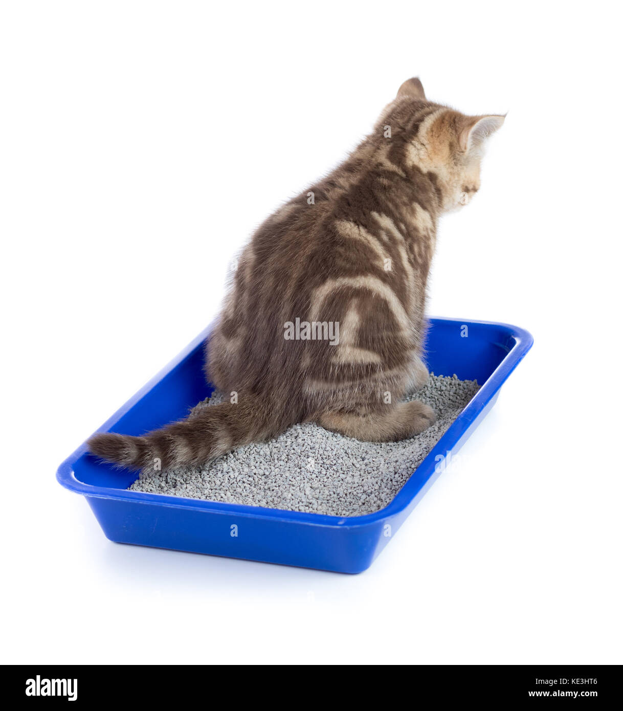 cat urinating in toilet tray box with litter rear view isolated Stock