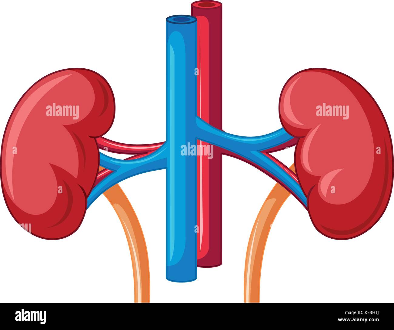 Close up diagram of kidney illustration Stock Vector Image & Art - Alamy