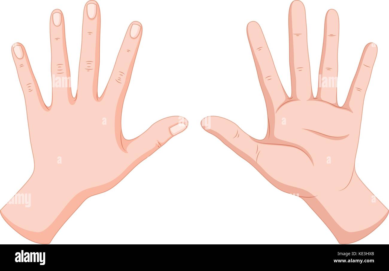 Human hands back and front illustration Stock Vector
