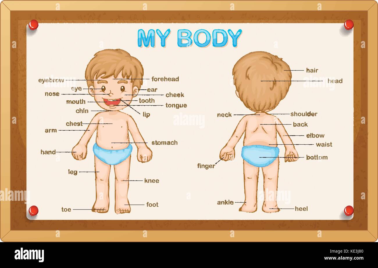 Littly boy and body parts illustration Stock Vector