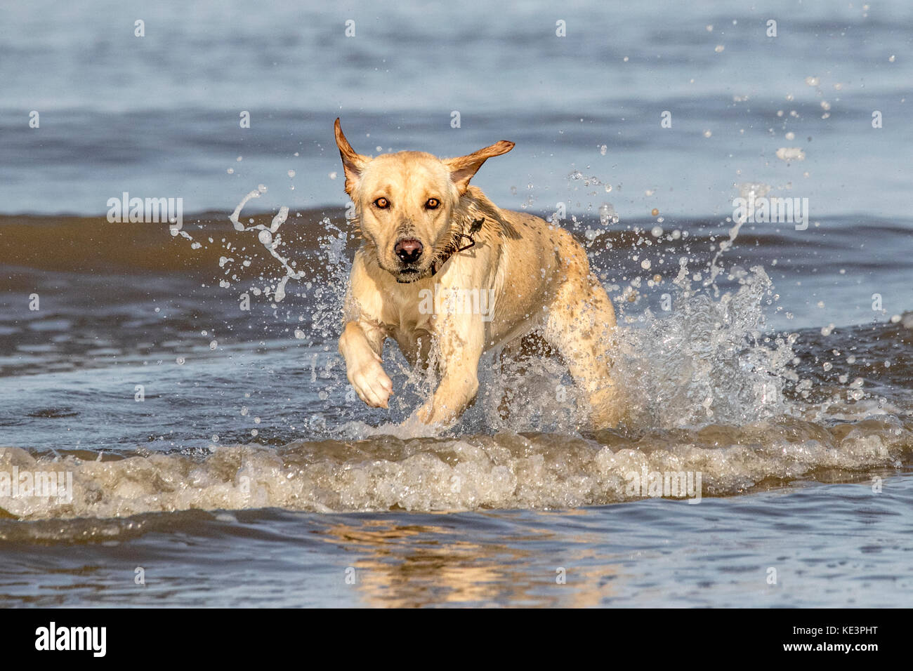 Is Swimming In The Sea Good For Dogs