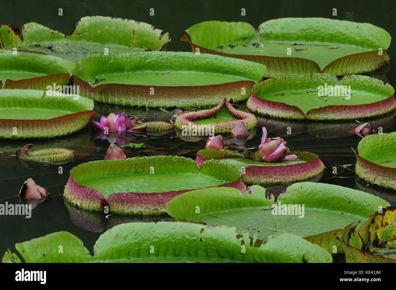 Hangzhou, Hangzhou, China. 19th Oct, 2017. Hangzhou, CHINA-October 2017:(EDITORIAL USE ONLY. CHINA OUT).Victoria amazonica can be seen at Hangzhou Botanical Garden in Hangzhou, east China's Zhejiang Province.Victoria amazonica is a species of flowering plant, the largest of the Nymphaeaceae family of water lilies. Credit: SIPA Asia/ZUMA Wire/Alamy Live News Stock Photo