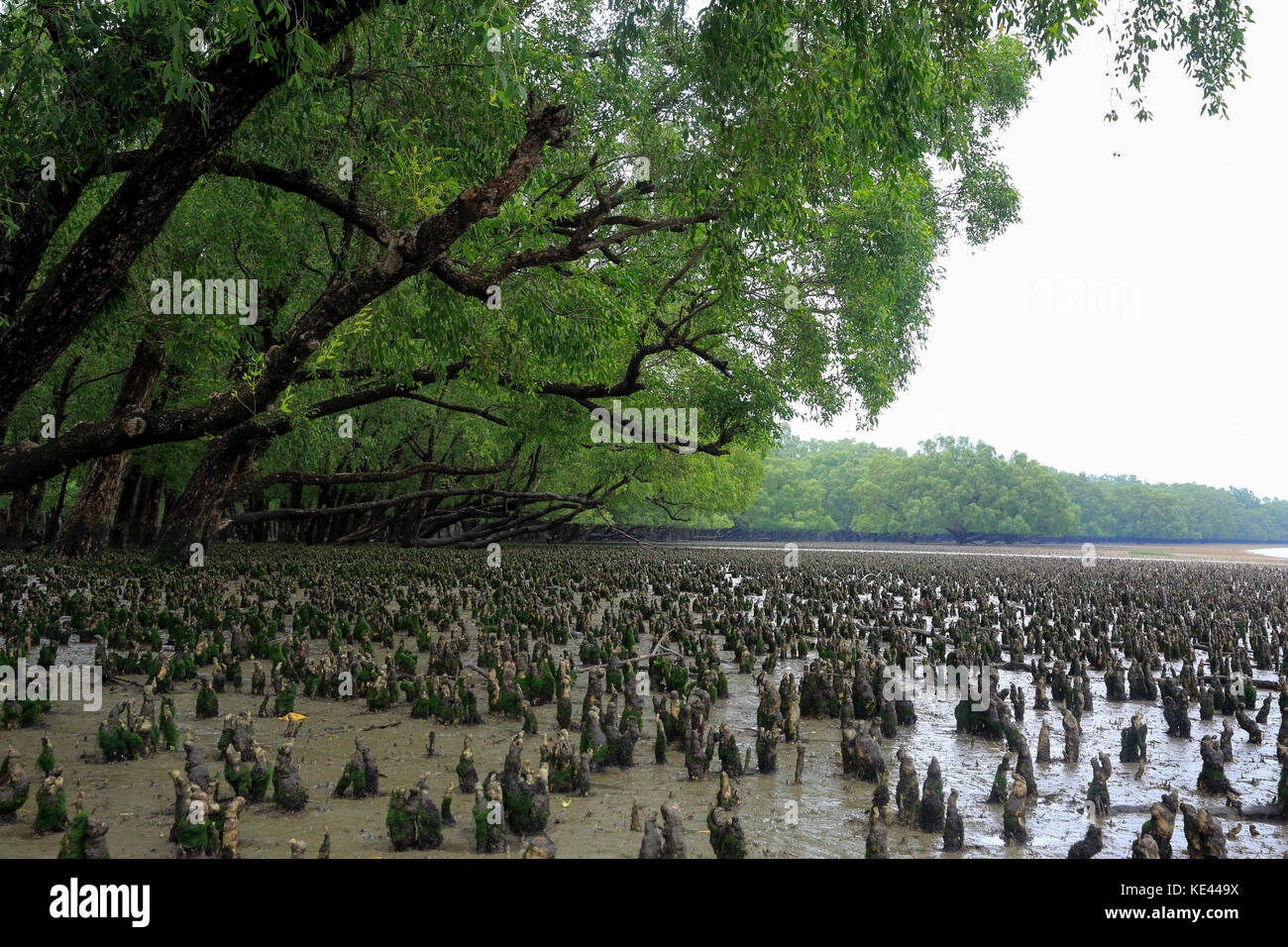 Breathing roots of Keora trees at the World largest mangrove forest ...