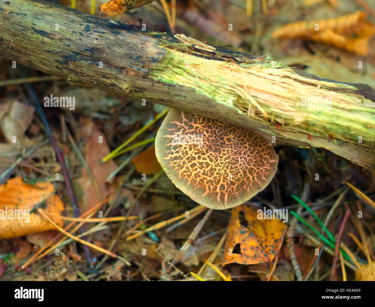 mushroom growing in the woods on a fallen tree Stock Photo