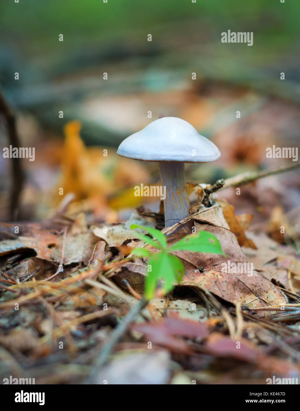 mushroom growing in the woods on a fallen tree Stock Photo