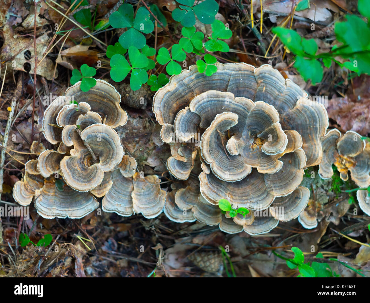 mushrooms growing on the trunk of a fallen tree Stock Photo