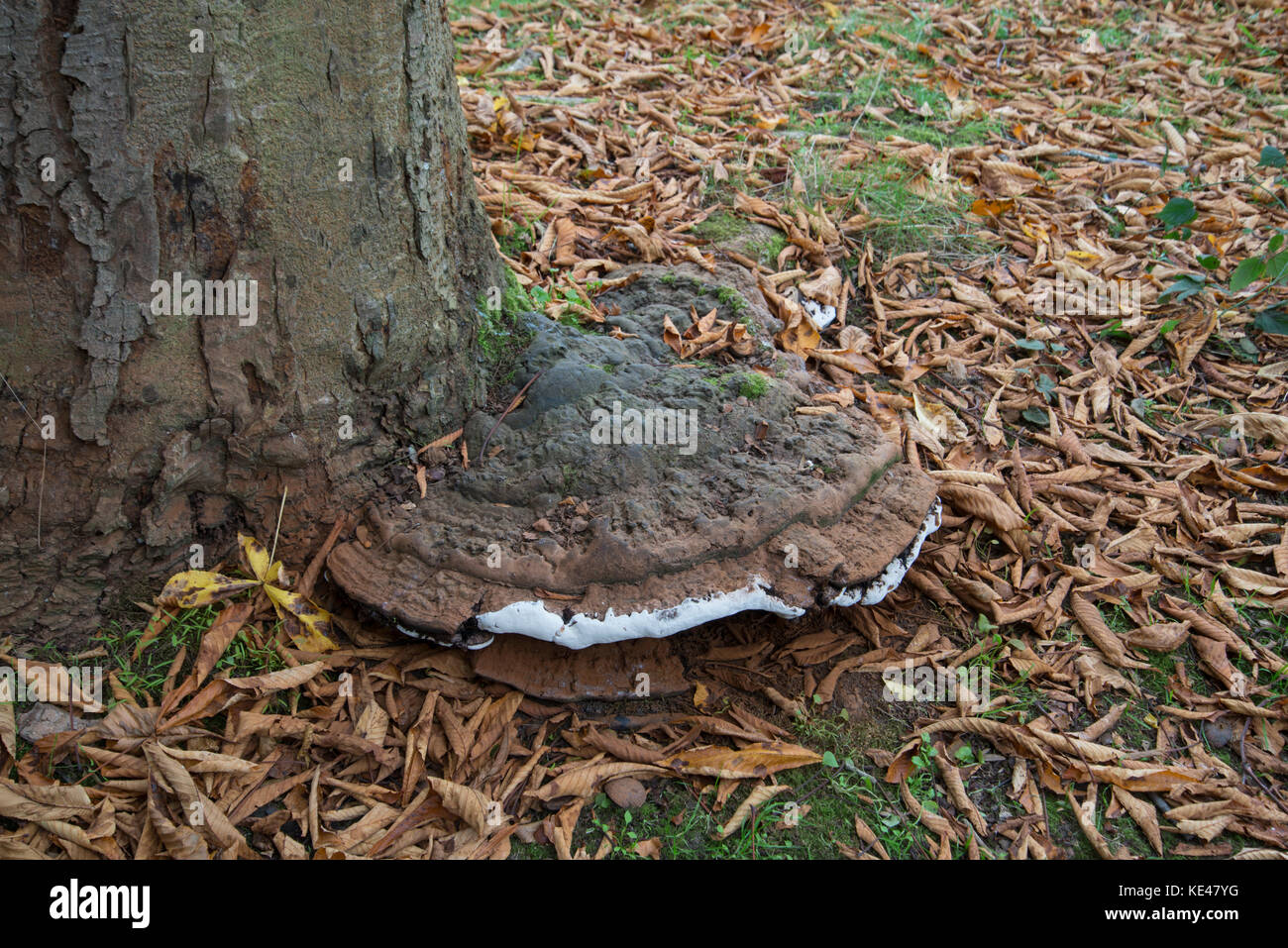 Southern Bracket Fungus: Ganoderma australe. On Aesculus turbinata. Botanic garden, Surrey, UK. Stock Photo