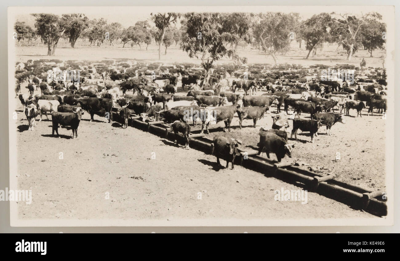 1920s cattle industry hi-res stock photography and images - Alamy