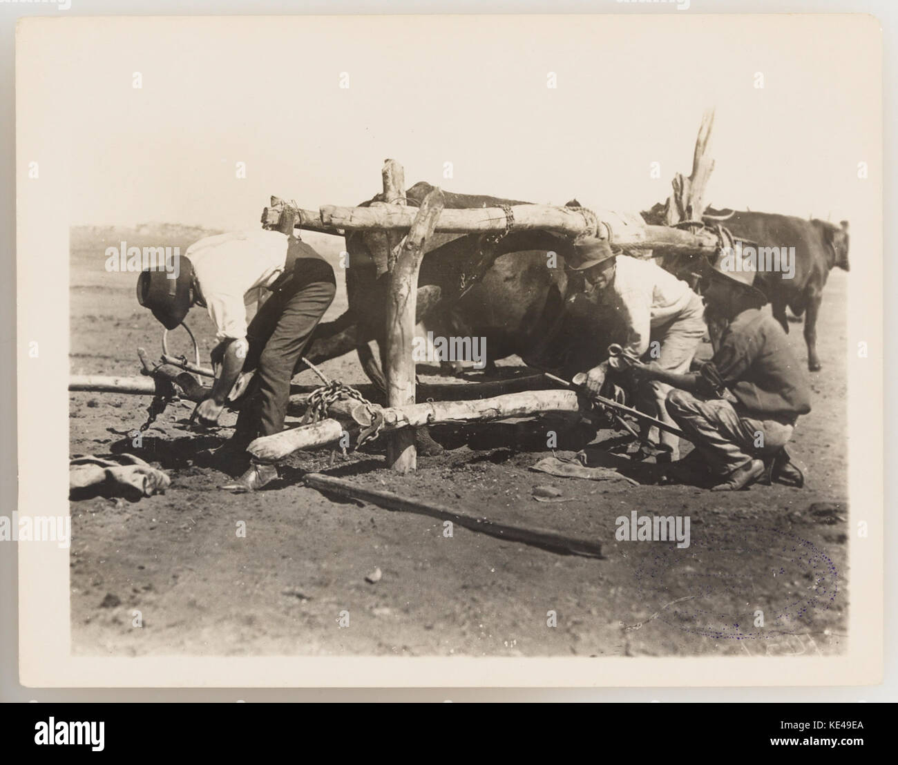 1920s cattle industry hi-res stock photography and images - Alamy