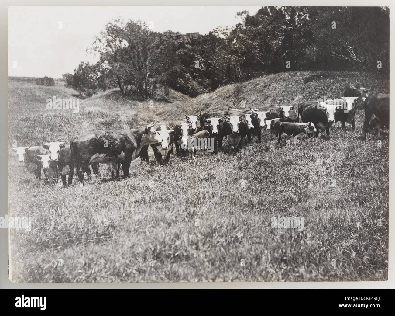 1920s cattle industry hi-res stock photography and images - Alamy
