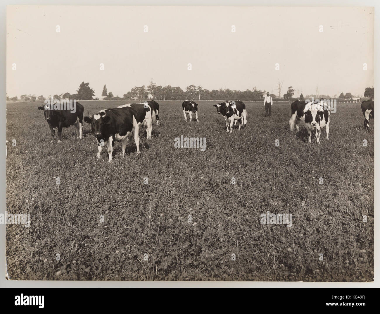 1920s cattle industry hi-res stock photography and images - Alamy