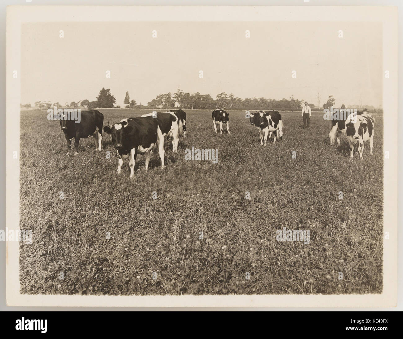 1920s cattle industry hi-res stock photography and images - Alamy