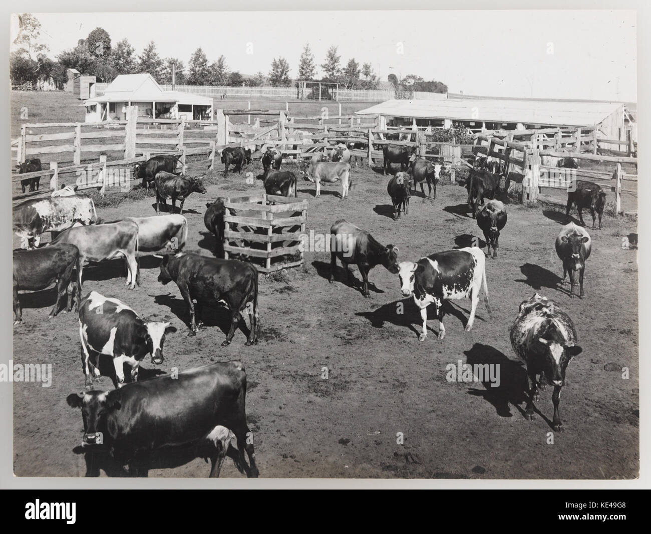 1840 Ranches Cattle ranching historical hi-res stock photography and images - Alamy