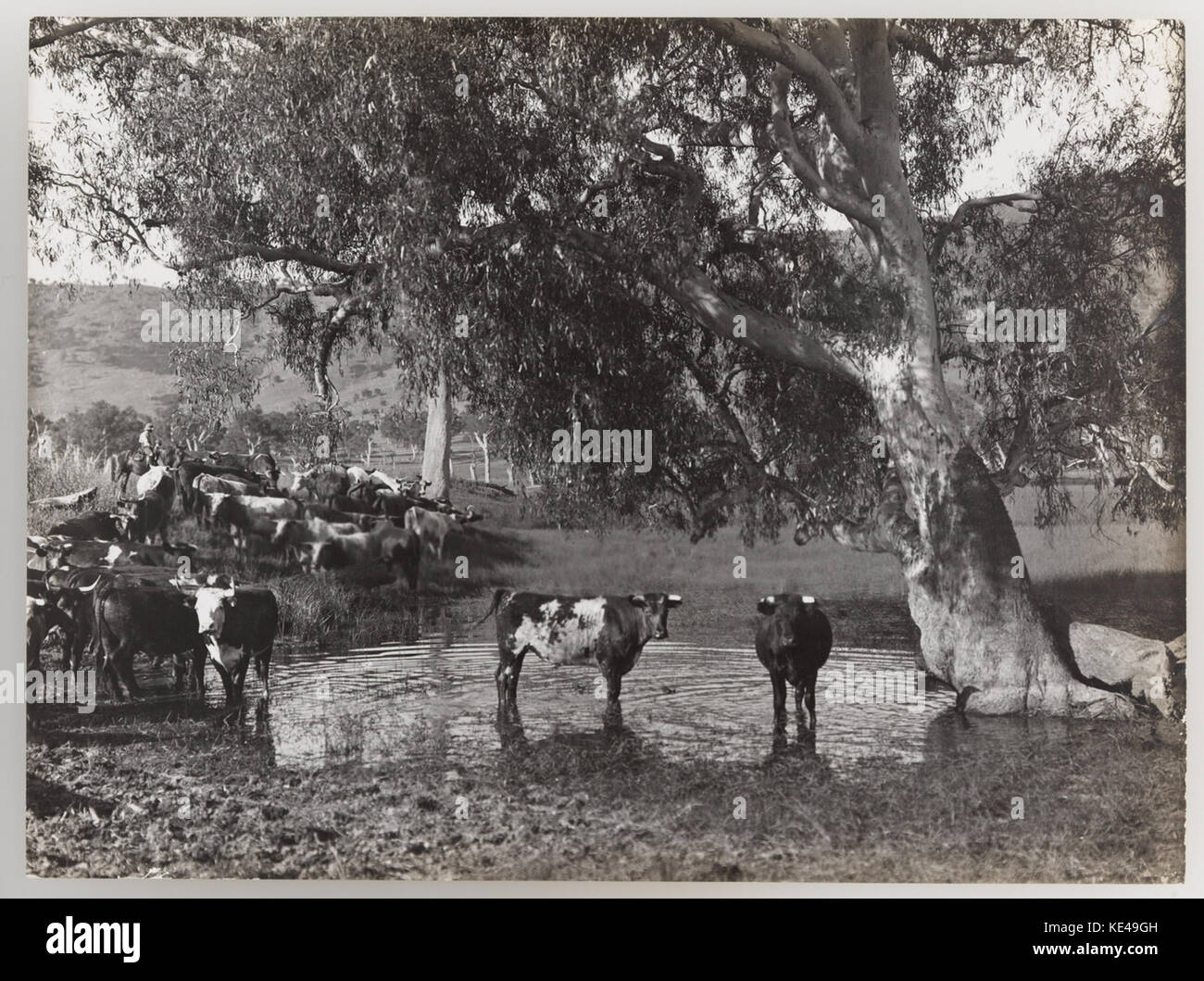 1920s cattle industry hi-res stock photography and images - Alamy