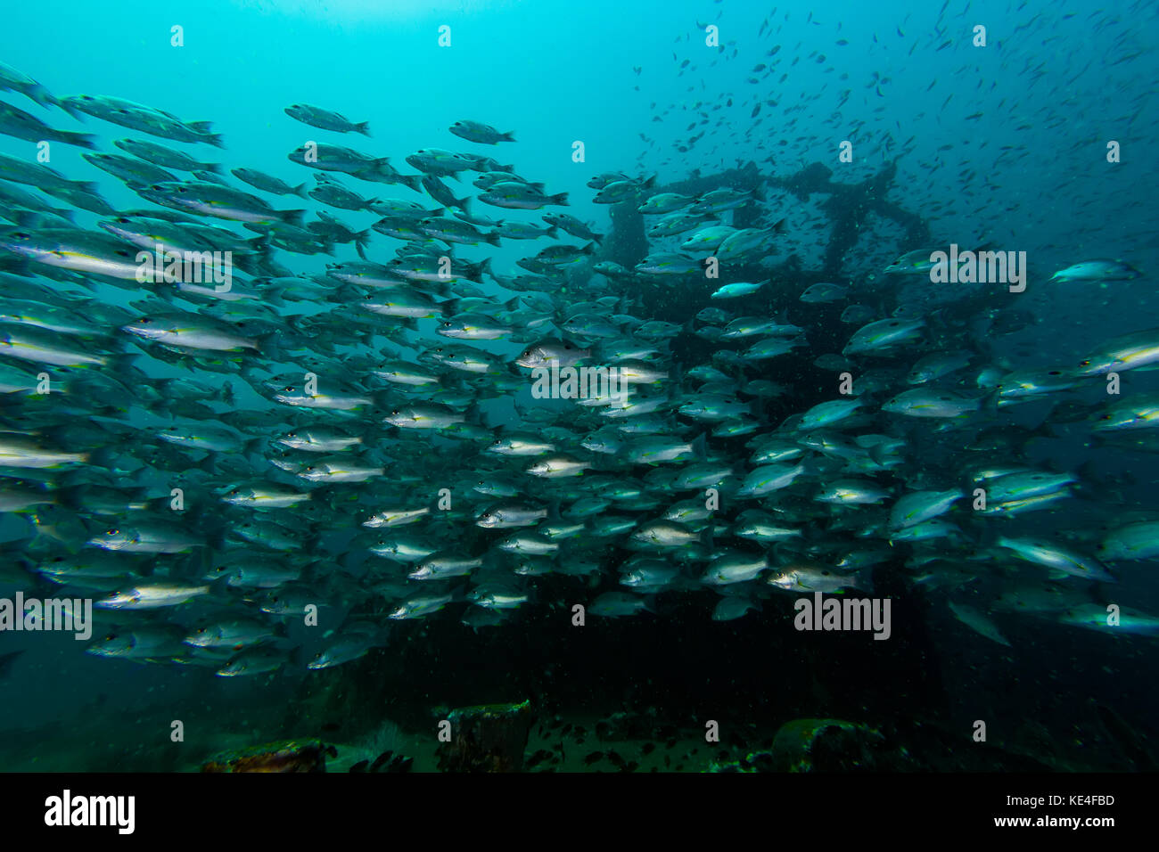 School of Russell's snapper (Lutjanus russellii) fish in the blue sea ...
