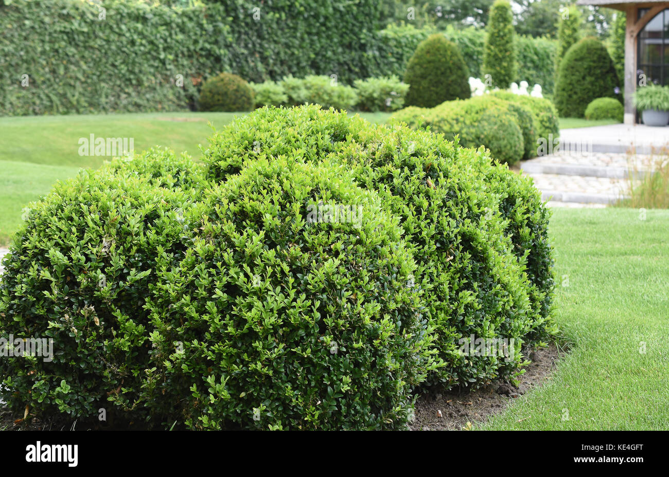 Buxus Sempervirens in garden - Evergreen Boxwood shrub trimmed  in cloud shape. Stock Photo