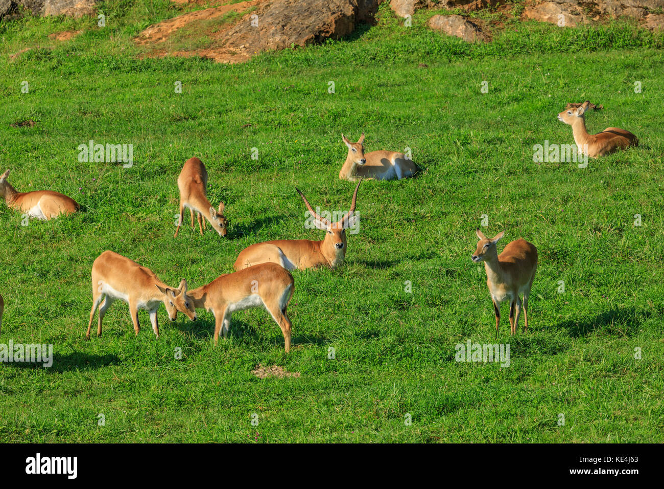 antelopes on a meadow Stock Photo