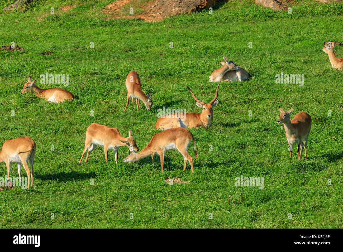 antelopes on a meadow Stock Photo