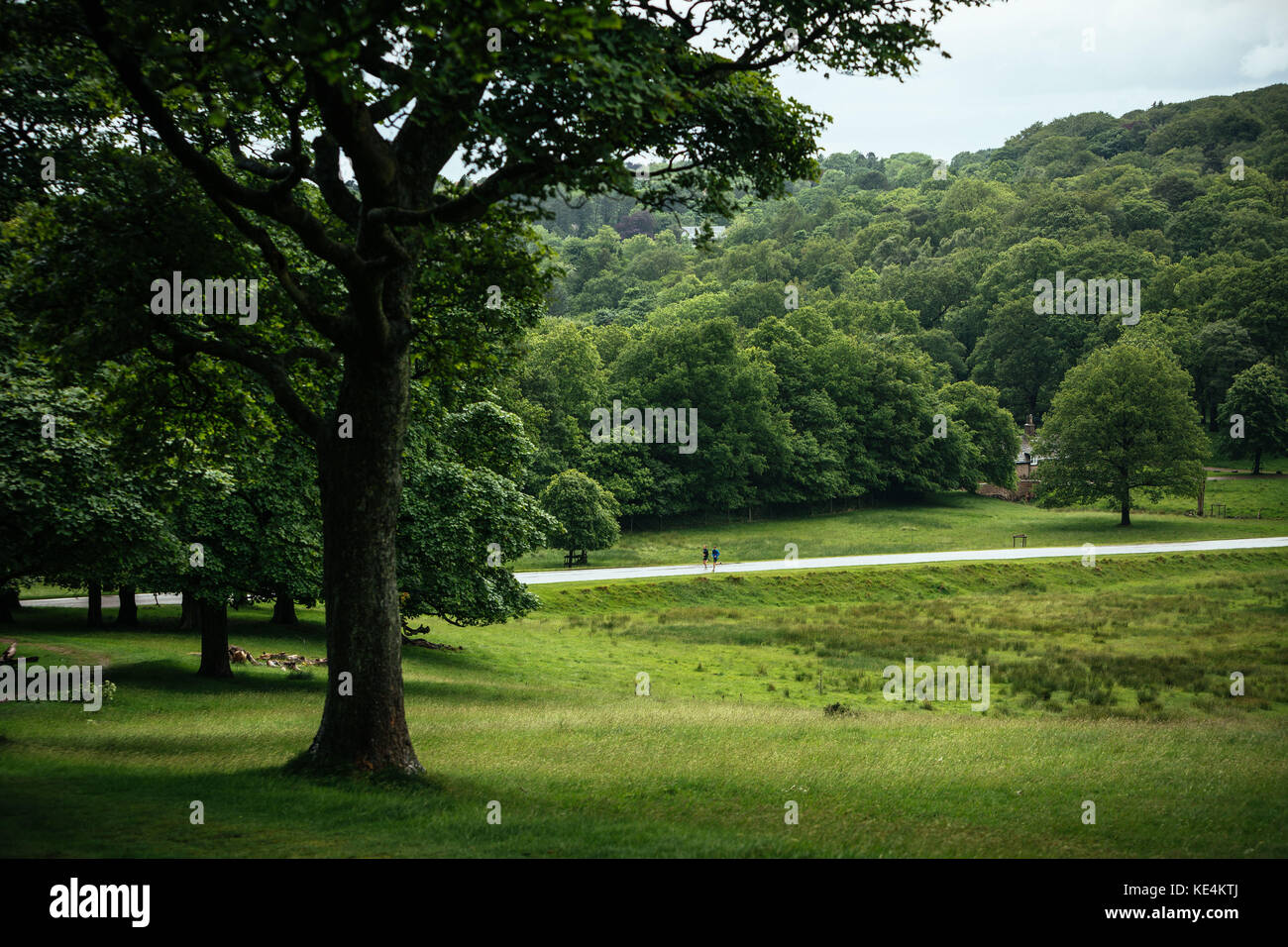 Athletes run through through trees in the British countryside. Stock Photo