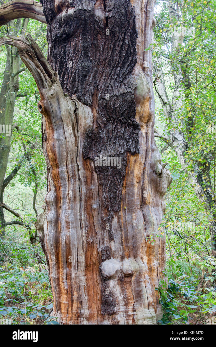 oak trees in SHerwood Forest Stock Photo