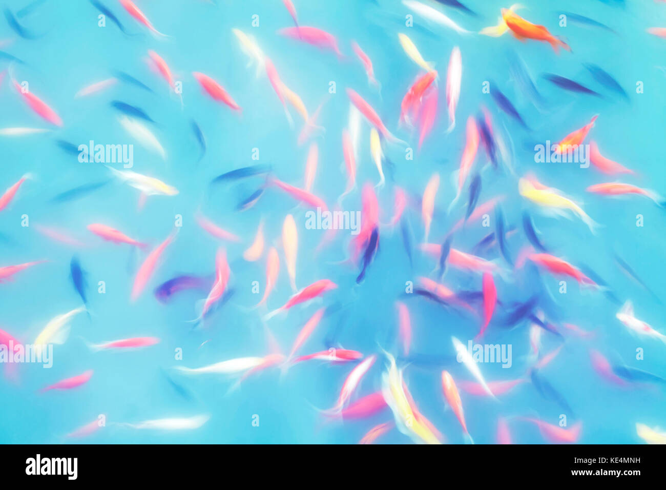 Abstract artistic background made of motion blur fish swimming in a pond, color toning applied. Stock Photo