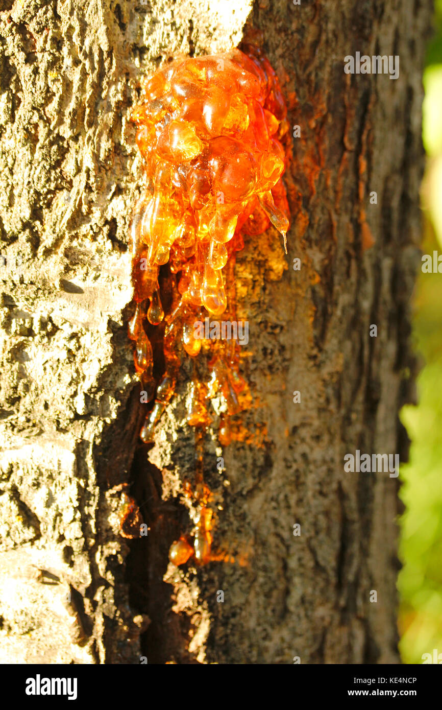 Gummosis. Resin on a cherry tree trunk. Stock Photo