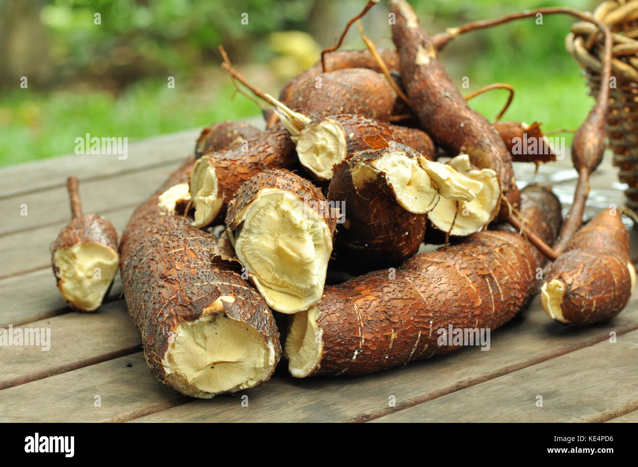 Freshly harvested Cassava, Townsville, Queensland, Australia Stock Photo Alamy
