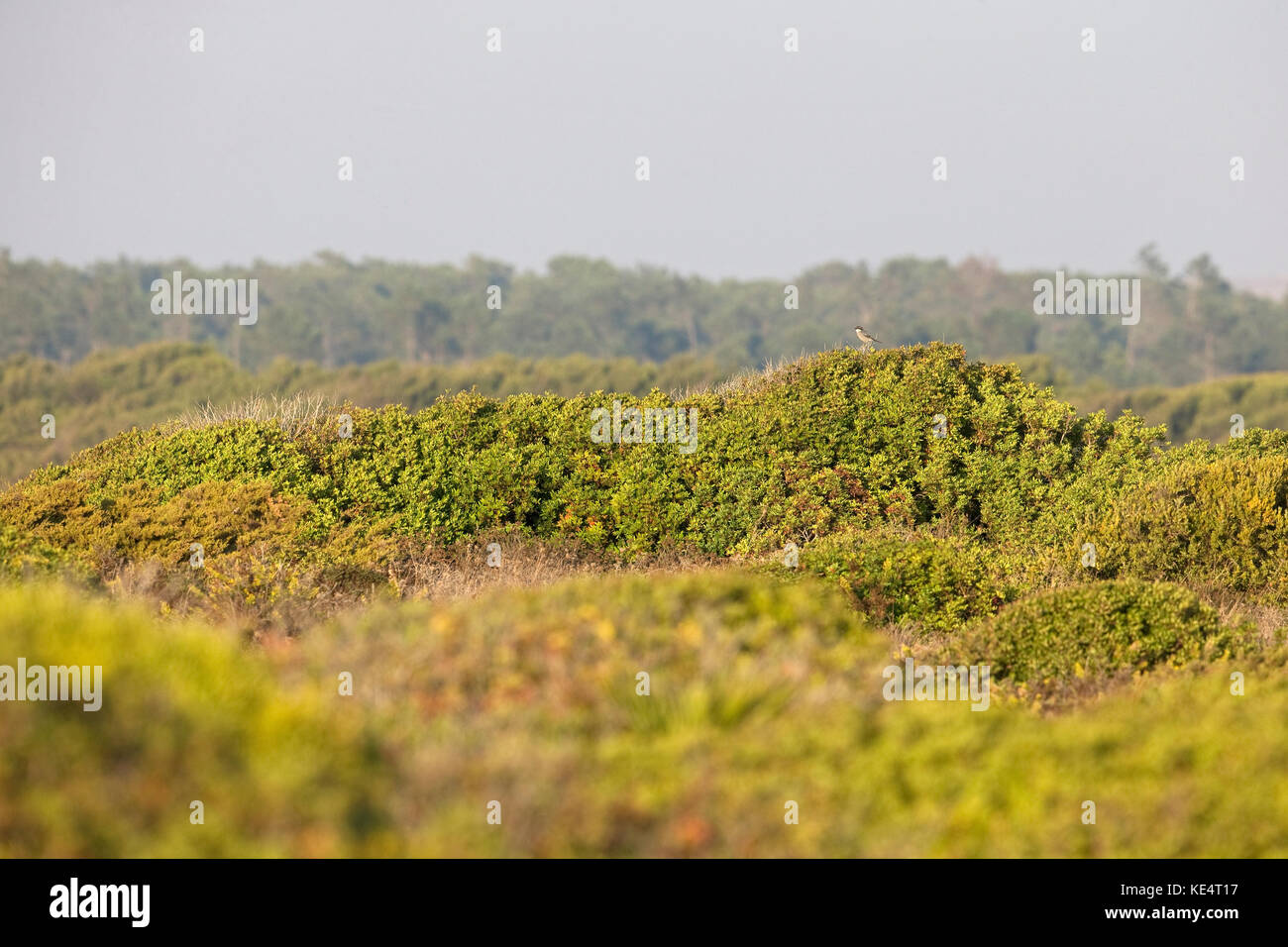 Southern Grey Shrike (Lanius meridionalis) Portugal PT October 2017 Stock Photo