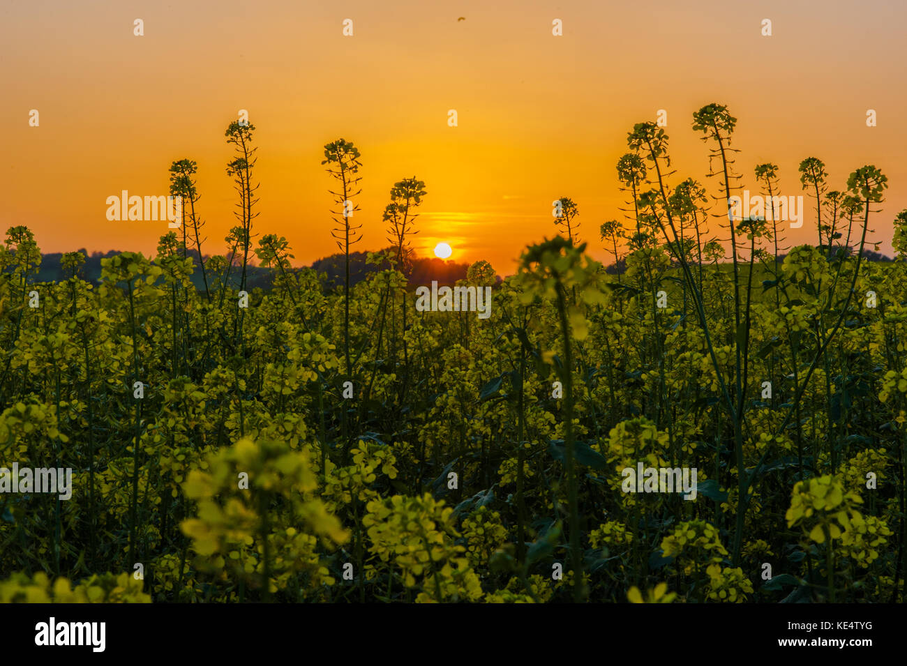 Sunset over the Kleinbettingen's fields, Luxembourg Stock Photo