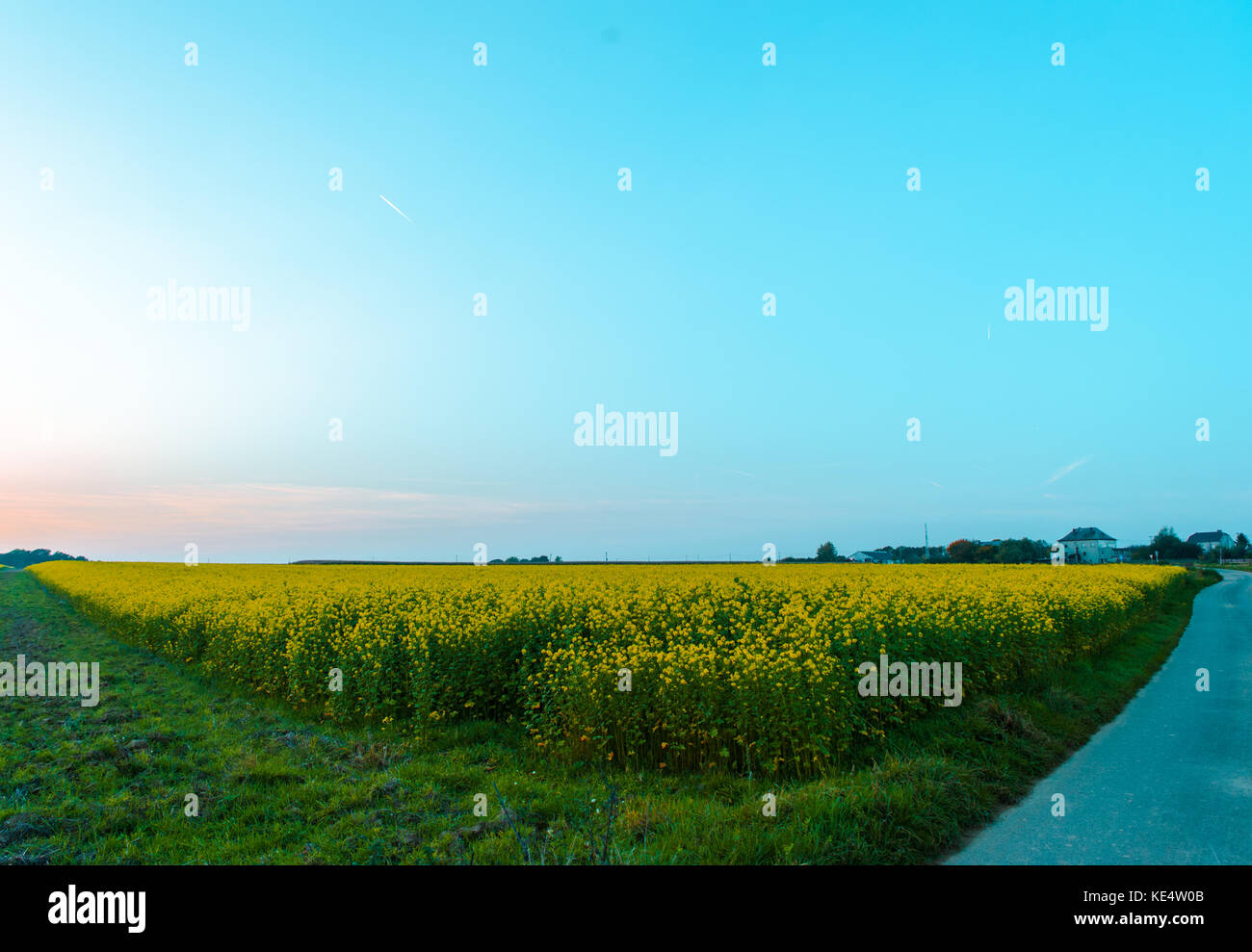Daisy field with blue sky Stock Photo Alamy