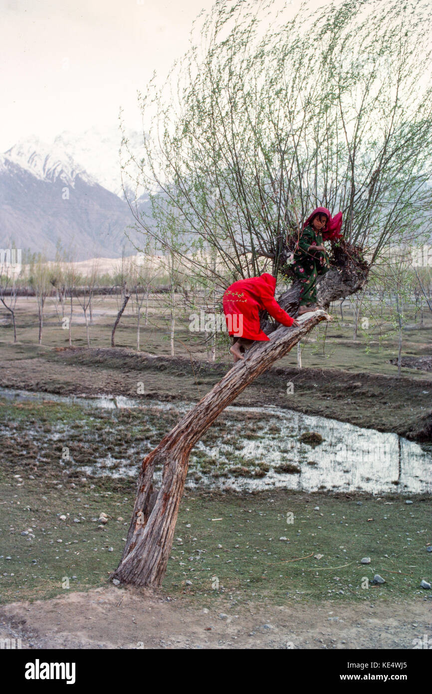 Children playing in a tree near Skardu, the upper Indus Valley, Kashmir, Pakistan, 1990. Stock Photo