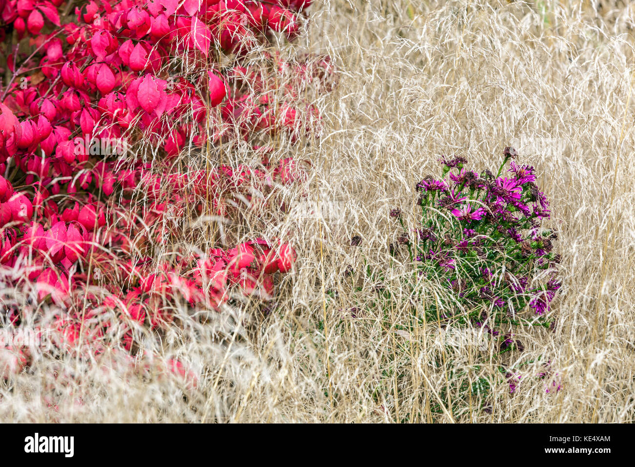 Euonymus alatus red autumn leaves border and Aster in dry grass beautiful colouring plants, red-purple colourful autumn combination in the garden Stock Photo