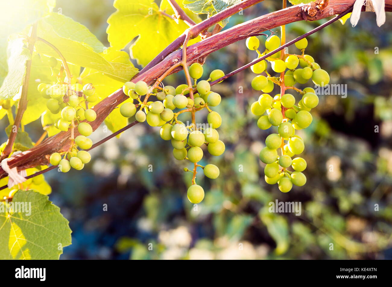 Growing grapes in sunset Stock Photo Alamy