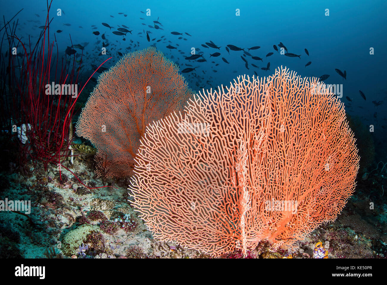 Sea fans and fish on a coral reef, Raja Ampat, Indonesia. Stock Photo