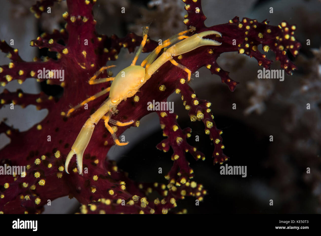 A yellow crown crab blends with its environment. Stock Photo