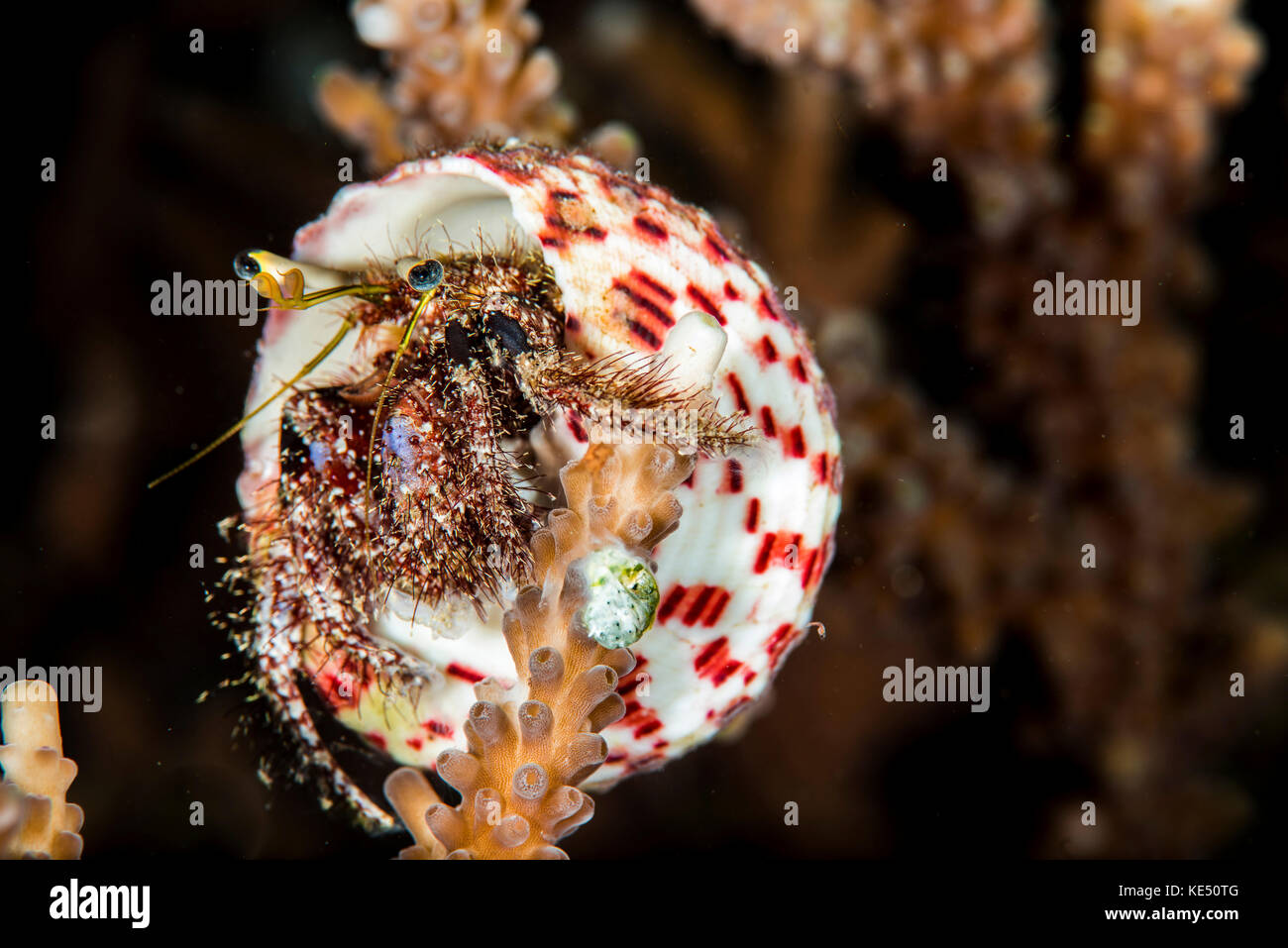 A hermit crab crawls up on a hard coral to feed. Stock Photo