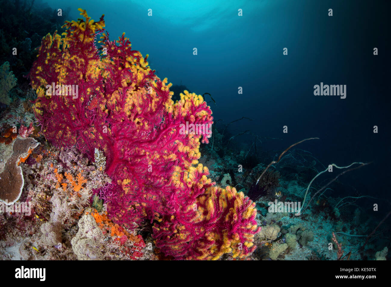 A pink and yellow sea fan grows along a reef, Raja Ampat, Indonesia. Stock Photo