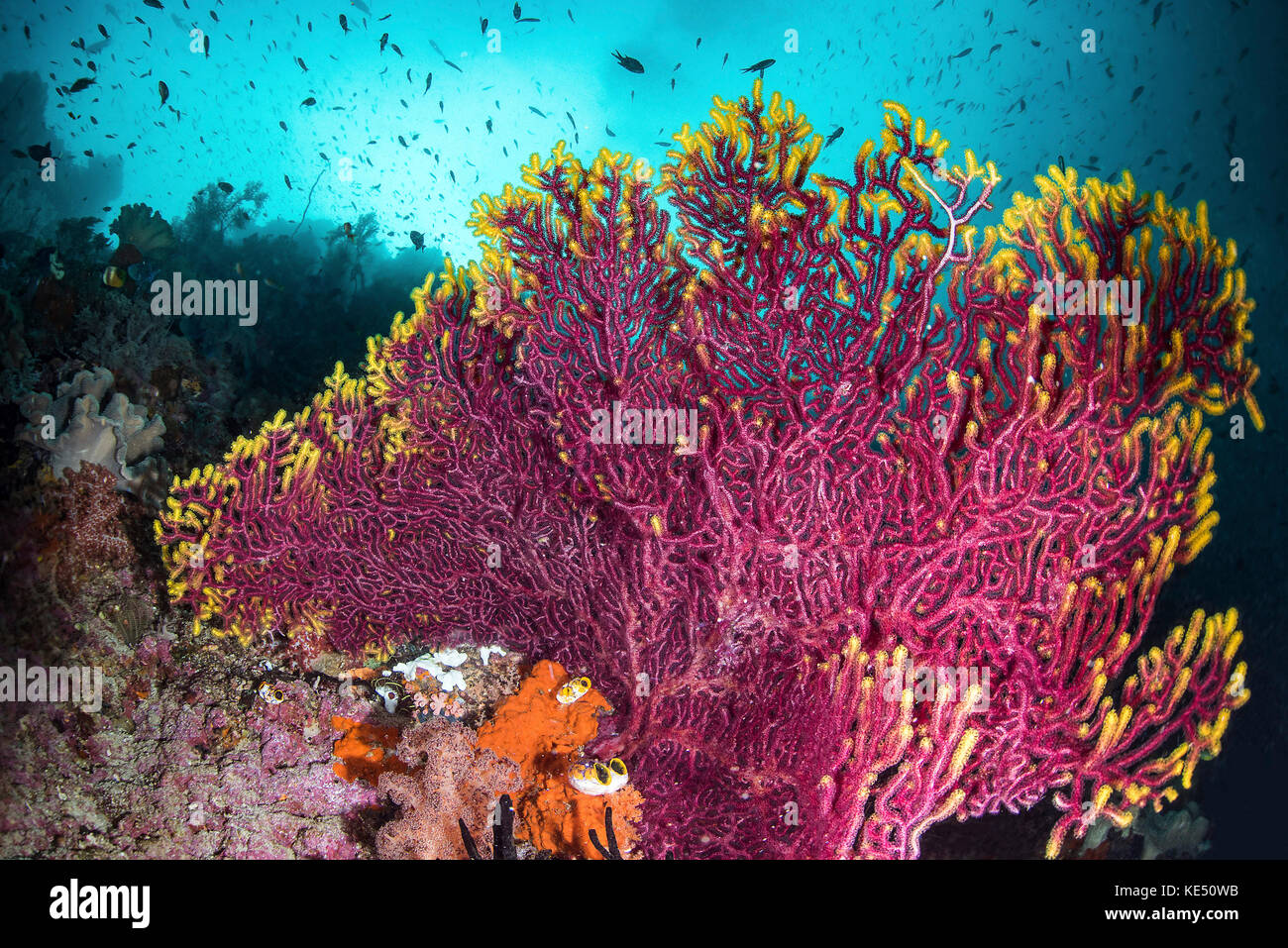 A purple sea fan is adorned with yellow fringe on a coral reef. Stock Photo