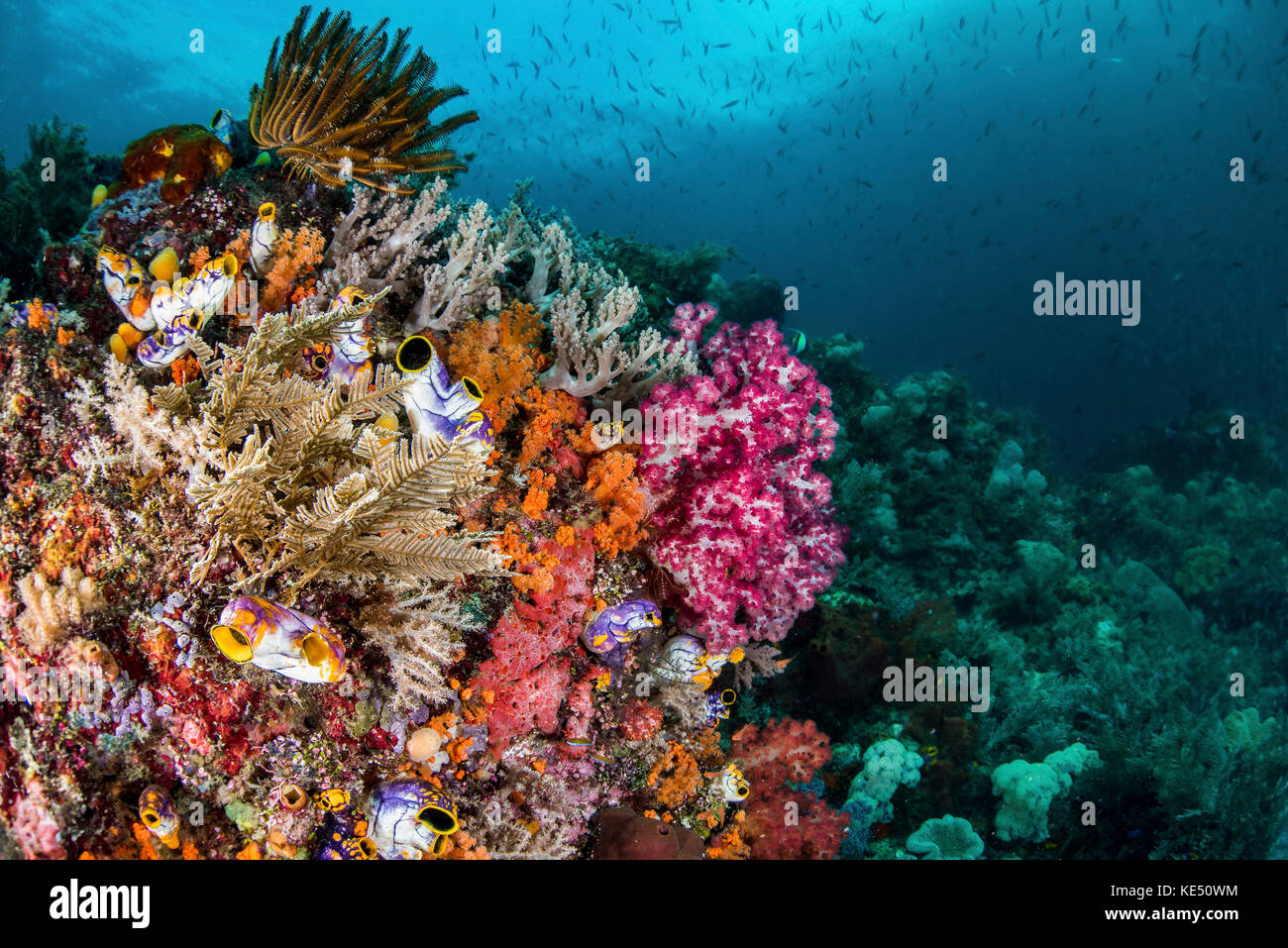 A Colorful Coral Reef With Fish Raja Ampat Indonesia Stock Photo Alamy