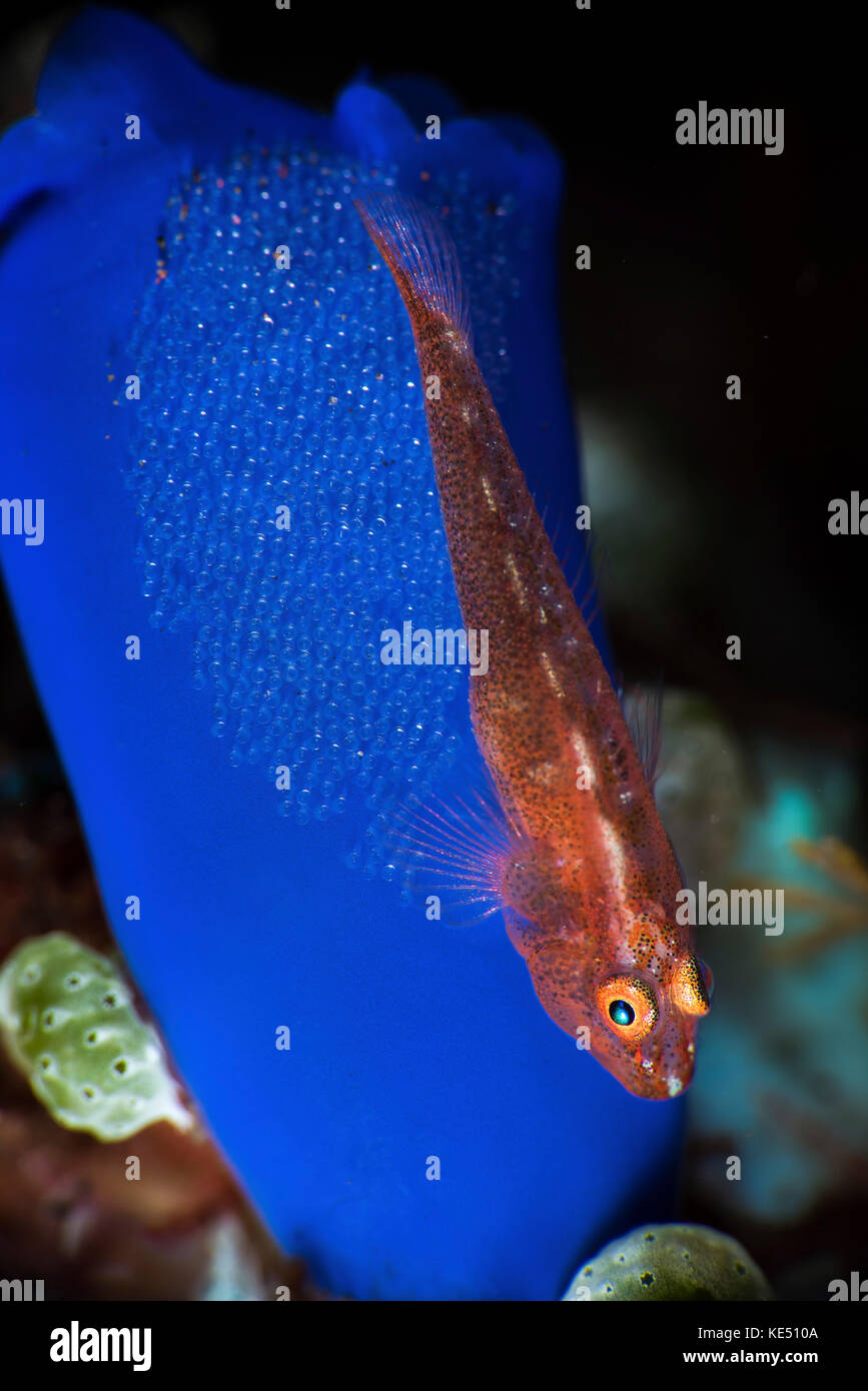 A goby has laid eggs on a tunicate where it will brood them until they hatch. Stock Photo