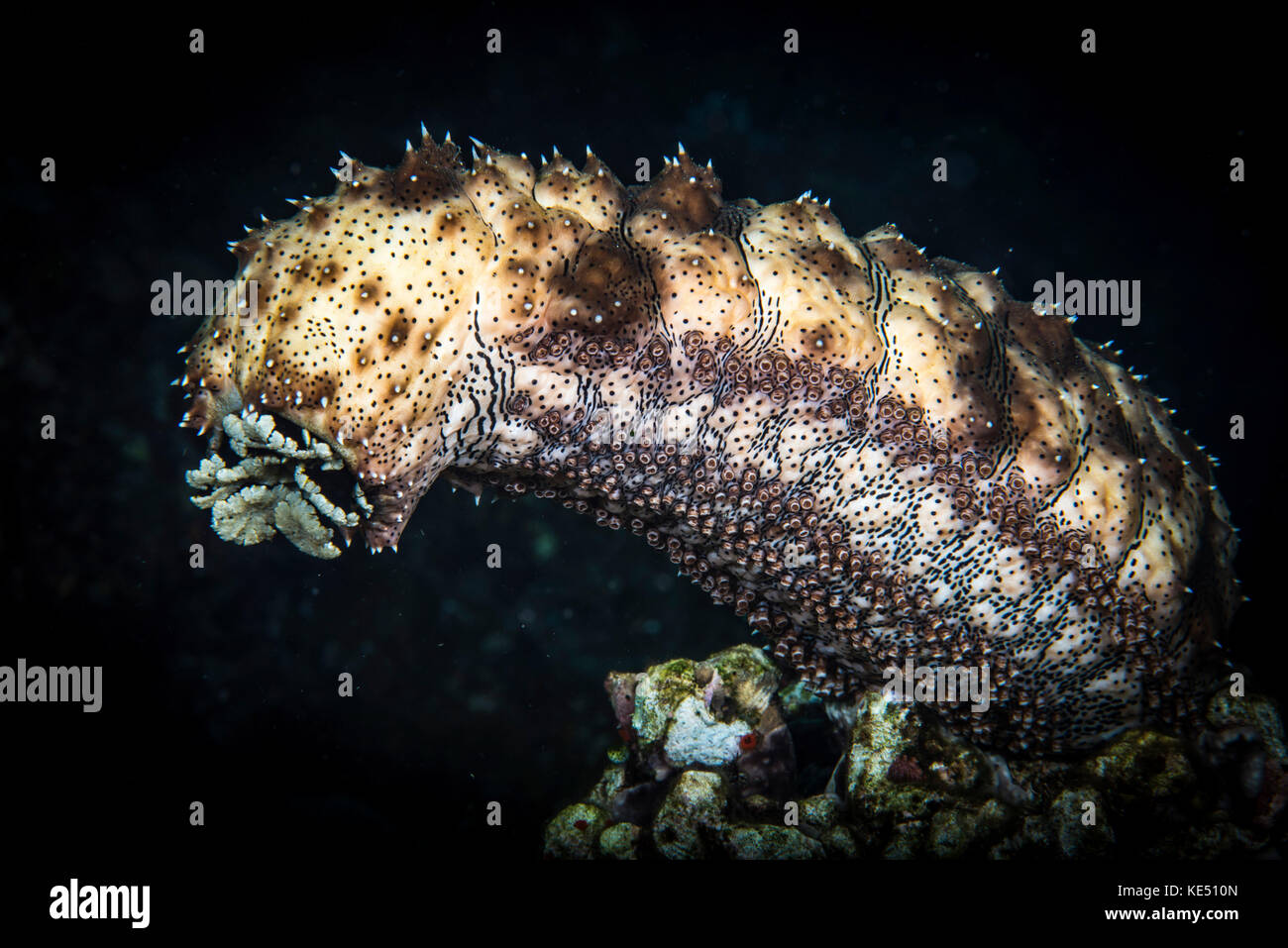 A sea cucumber climbs high and releases spawn in a cloud. Stock Photo