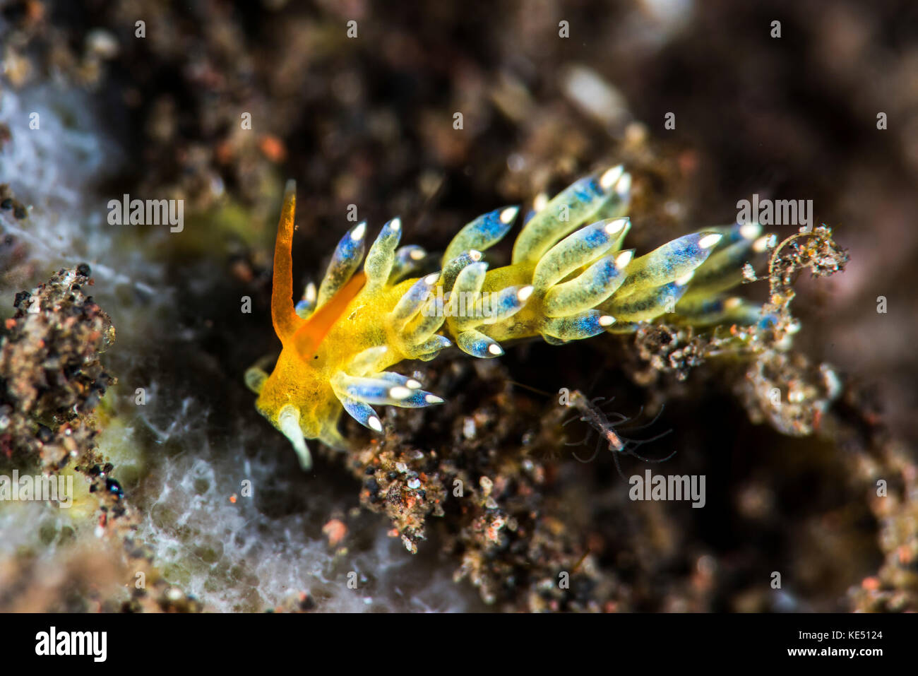 A Cuthona nudibranch, Tulamben, Bali, Indonesia. Stock Photo