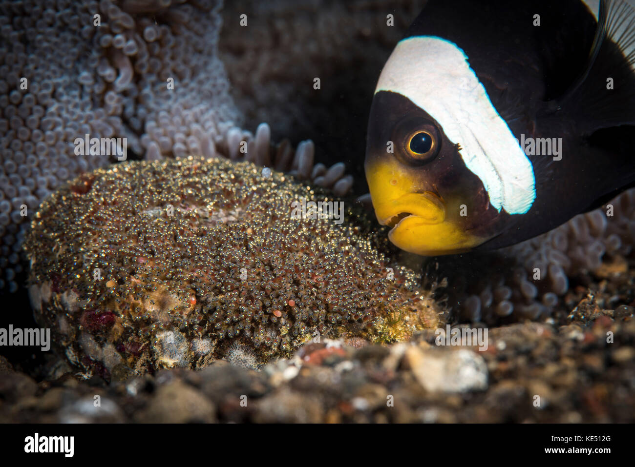 An anemone fish aerates its eggs by blowing on them with its mouth