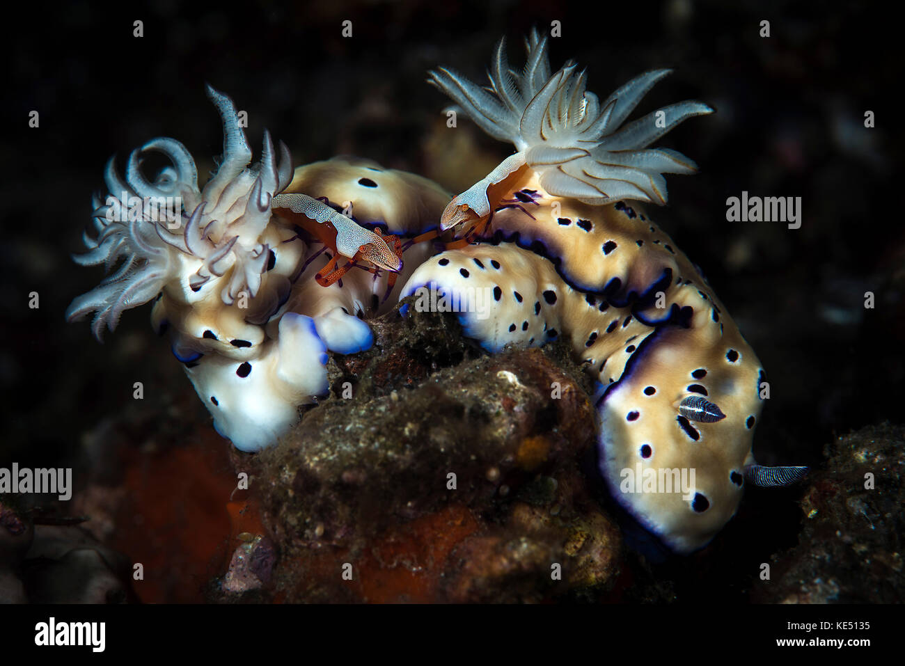 These Hypselodoris nudibranchs carry emporer shrimp on their backs. Stock Photo